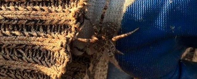 Краснокнижного ядовитого тарантула обнаружили в Татарстане
